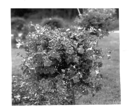 Figure 1 of US plant patent PP13542, the photograph of KEIlavbu printed in the patent.