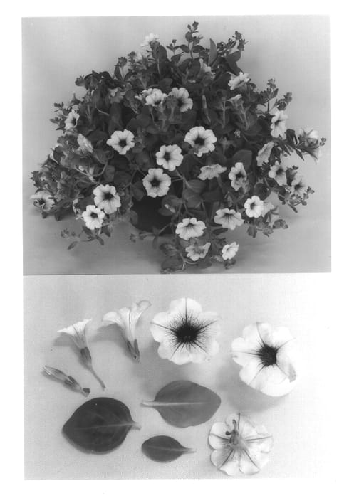 Figure 1 of US plant patent PP13543, the photograph of Conblue printed in the patent.