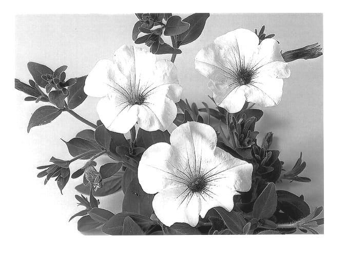 Figure 1 of US plant patent PP13544, the photograph of Duesurcream printed in the patent.