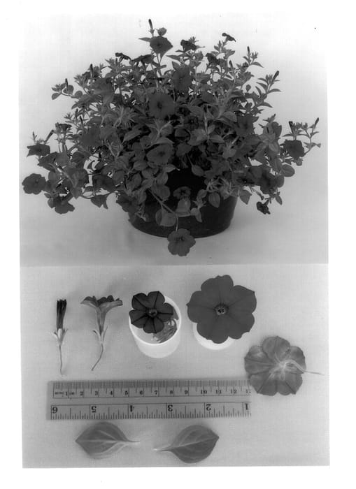 Figure 1 of US plant patent PP13545, the photograph of Conglow printed in the patent.