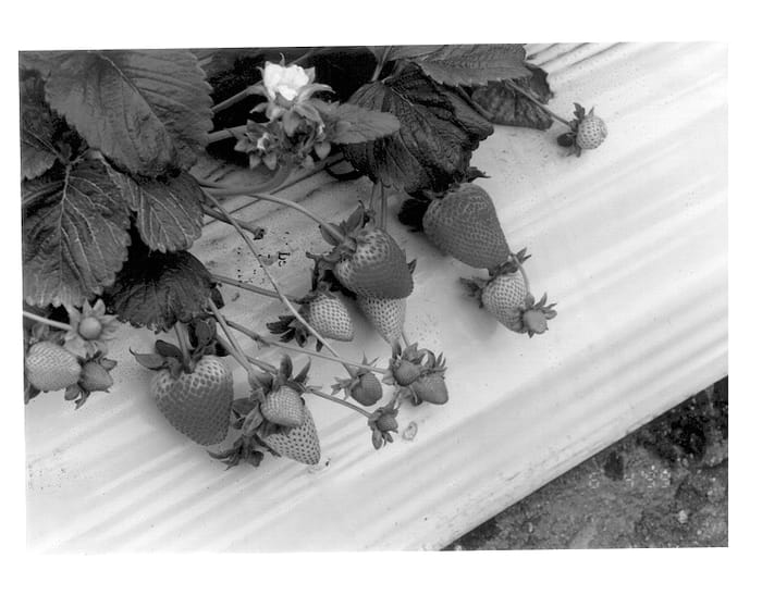 Figure 1 of US plant patent PP13546, the photograph of PS-2299 printed in the patent.