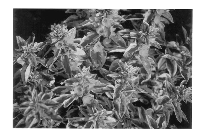 Figure 1 of US plant patent PP13547, the photograph of Walgoldalex printed in the patent.