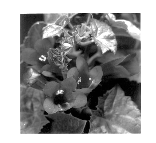 Figure 2 of US plant patent PP13548, the photograph of Magic Dragon printed in the patent.