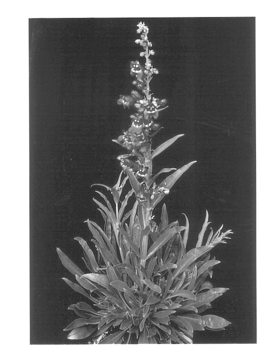 Figure 1 of US plant patent PP13549, the photograph of Sweet Grapes printed in the patent.