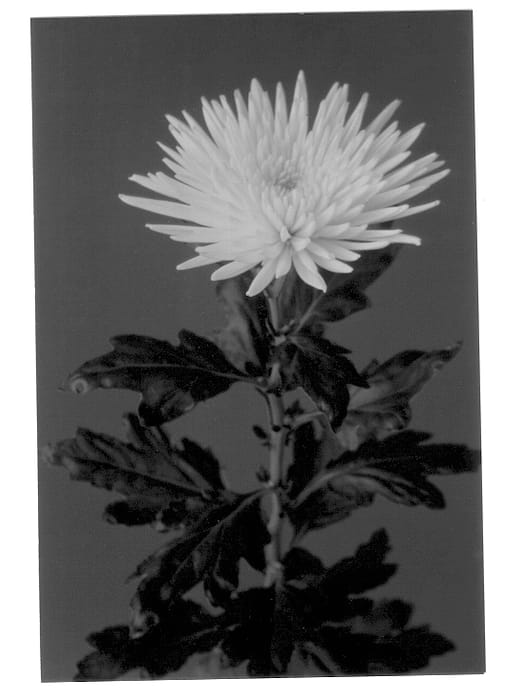 Figure 1 of US plant patent PP13550, the photograph of Anastasia printed in the patent.