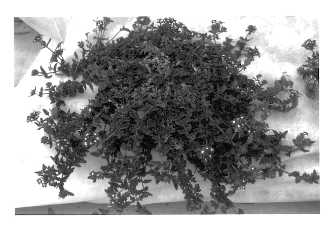 Figure 1 of US plant patent PP13551, the photograph of Dosblu printed in the patent.