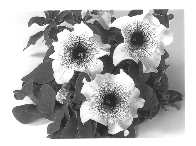 Figure 1 of US plant patent PP13552, the photograph of Duesurbluvein printed in the patent.