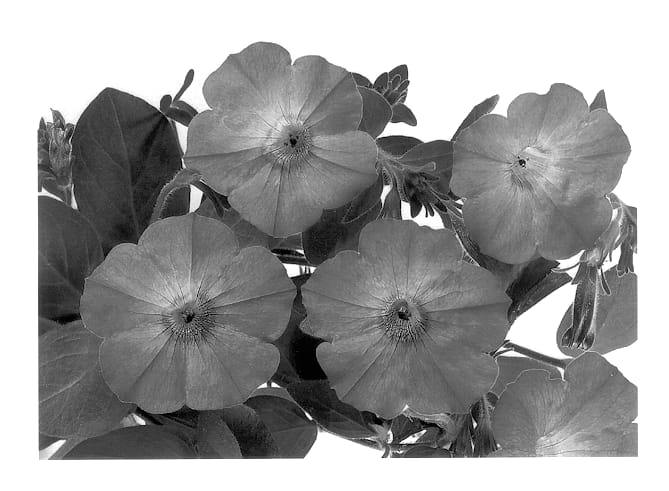 Figure 1 of US plant patent PP13553, the photograph of Duesurlav printed in the patent.