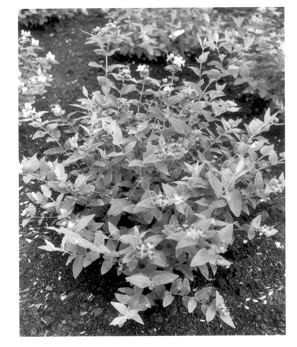 Figure 1 of US plant patent PP13554, the photograph of Kolmred printed in the patent.