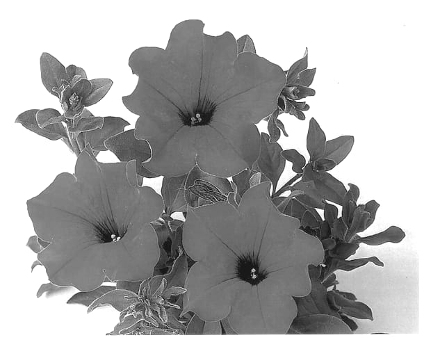 Figure 1 of US plant patent PP13555, the photograph of Duesurple printed in the patent.