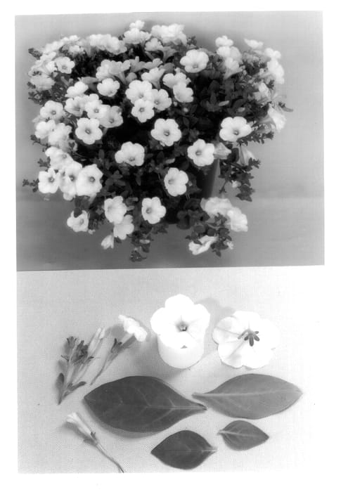 Figure 1 of US plant patent PP13556, the photograph of Conbloss printed in the patent.