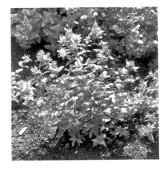 Figure 1 of US plant patent PP13557, the photograph of Kolmgreen printed in the patent.