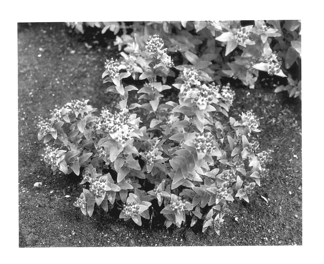 Figure 1 of US plant patent PP13558, the photograph of Kolmfa printed in the patent.