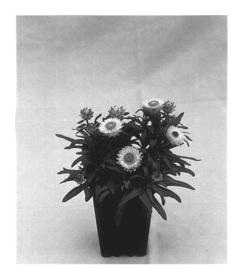 Figure 1 of US plant patent PP13559, the photograph of Antique Shades printed in the patent.