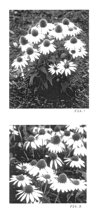 Figure 1 of US plant patent PP13560, the photograph of Kim's Mop Head printed in the patent.
