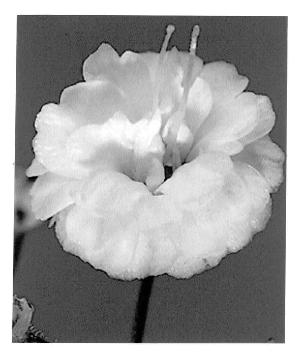 Figure 1 of US plant patent PP13561, the photograph of Dangypcrys printed in the patent.