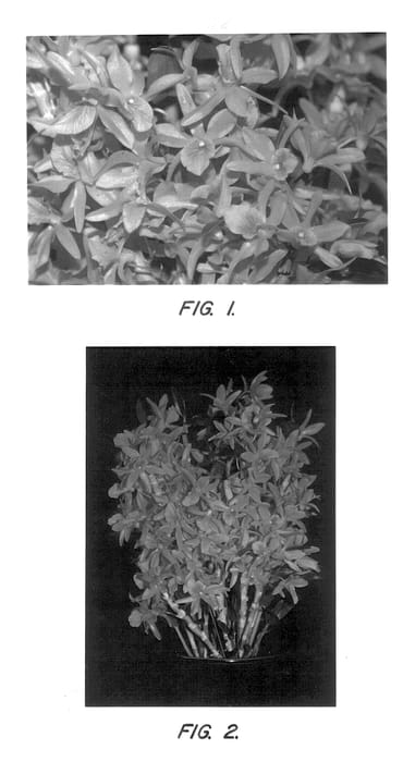 Figure 1 of US plant patent PP13562, the photograph of Firebird printed in the patent.