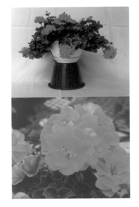 Figure 1 of US plant patent PP13563, the photograph of Balcolcork printed in the patent.