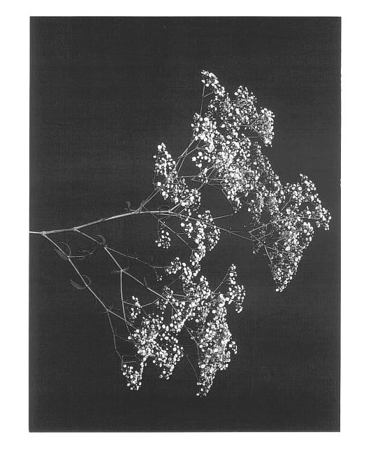 Figure 1 of US plant patent PP13564, the photograph of Dangypfirm printed in the patent.