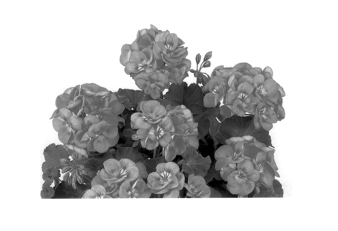 Figure 1 of US plant patent PP13565, the photograph of Duegenta printed in the patent.