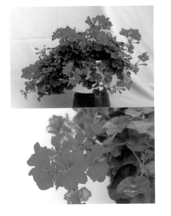 Figure 1 of US plant patent PP13566, the photograph of Balcolcher printed in the patent.