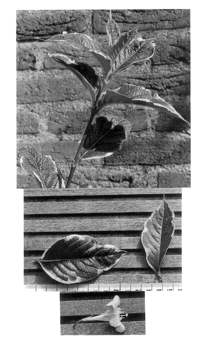 Figure 1 of US plant patent PP13567, the photograph of Kolsunn printed in the patent.