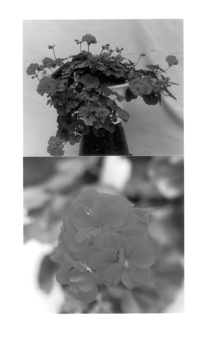 Figure 1 of US plant patent PP13568, the photograph of Balcolpurp printed in the patent.