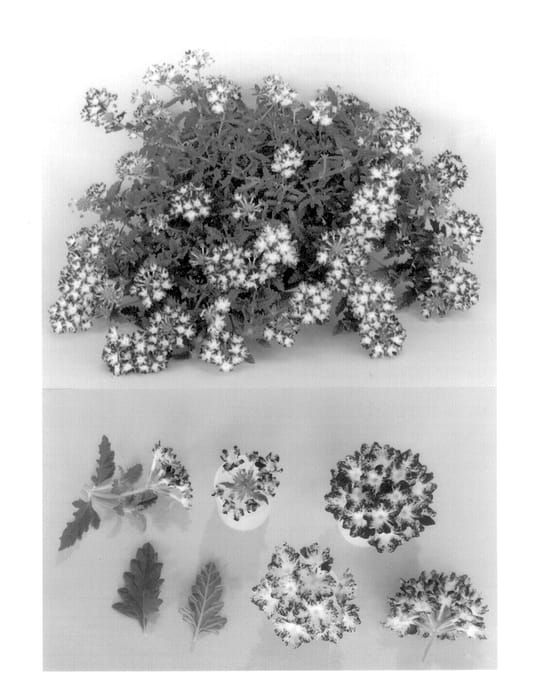 Figure 1 of US plant patent PP13569, the photograph of Kieverstar printed in the patent.
