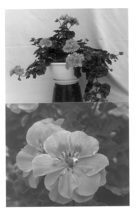 Figure 1 of US plant patent PP13570, the photograph of Balcoldaav printed in the patent.