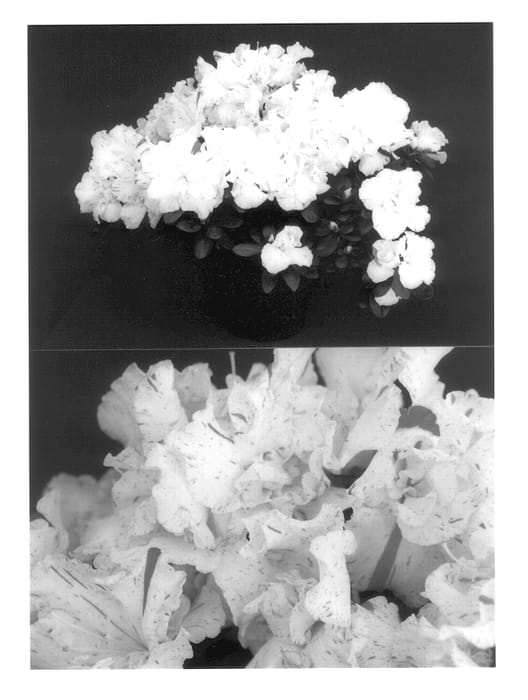 Figure 1 of US plant patent PP13571, the photograph of Vibration printed in the patent.