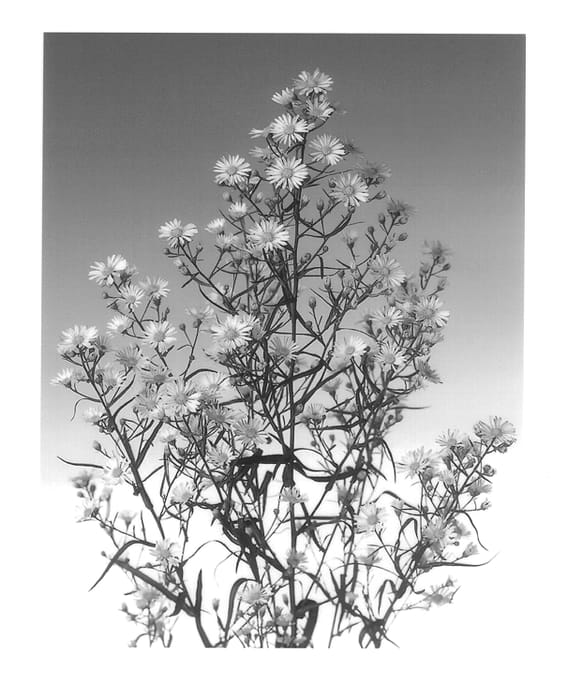 Figure 1 of US plant patent PP13572, the photograph of Moercassino printed in the patent.