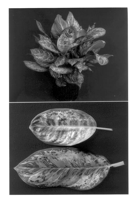 Figure 1 of US plant patent PP13573, the photograph of Camouflage printed in the patent.