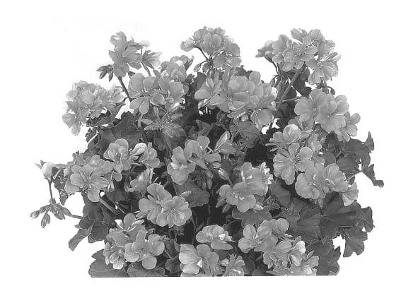 Figure 1 of US plant patent PP13574, the photograph of Duebart printed in the patent.