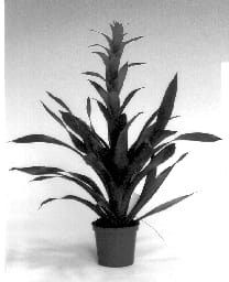 Figure 1 of US plant patent PP13575, the photograph of Durahuro printed in the patent.