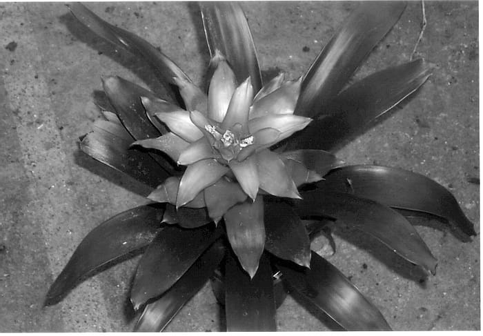 Figure 1 of US plant patent PP13576, the photograph of Deplatima printed in the patent.
