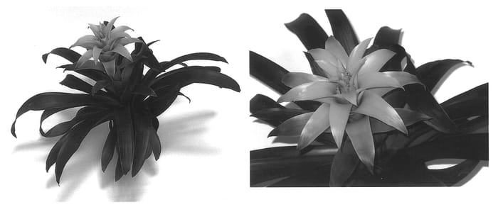 Figure 1 of US plant patent PP13577, the photograph of Depladia printed in the patent.