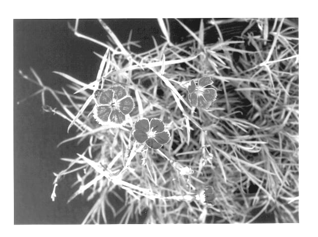 Figure 1 of US plant patent PP13578, the photograph of Pixie printed in the patent.