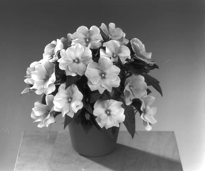 Figure 1 of US plant patent PP13579, the photograph of Fisnics Light Pink printed in the patent.