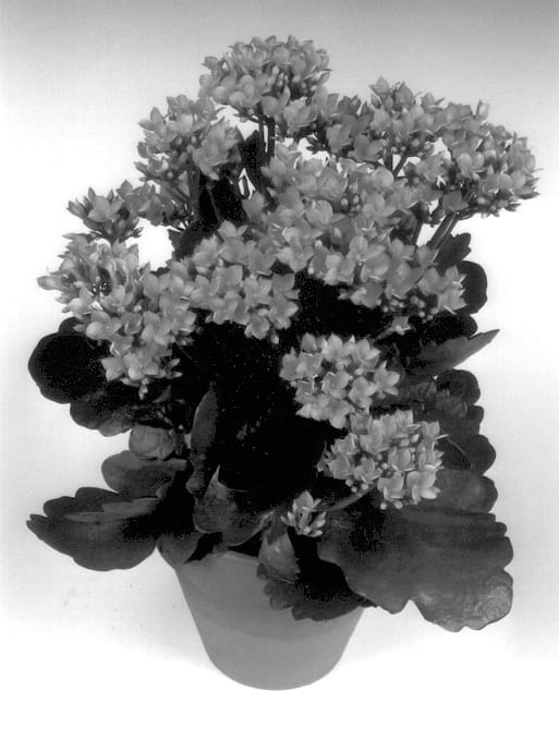 Figure 1 of US plant patent PP13580, the photograph of Segula printed in the patent.