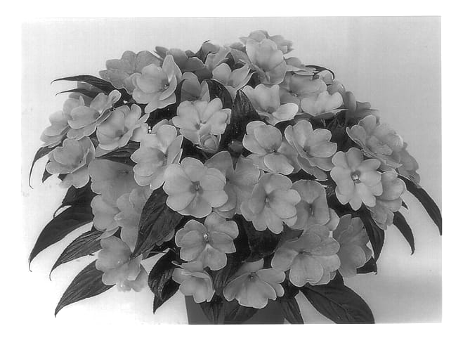 Figure 1 of US plant patent PP13581, the photograph of Duepetpini printed in the patent.
