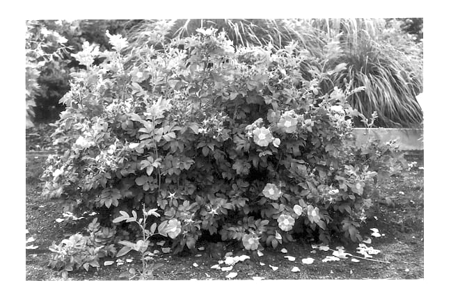 Figure 1 of US plant patent PP13582, the photograph of Kolamaz printed in the patent.