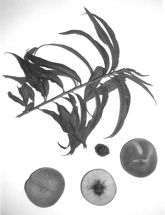 Figure 1 of US plant patent PP13583, the photograph of Burpeachthirteen printed in the patent.