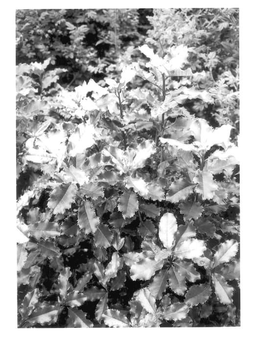 Figure 1 of US plant patent PP13584, the photograph of Kolcurl printed in the patent.