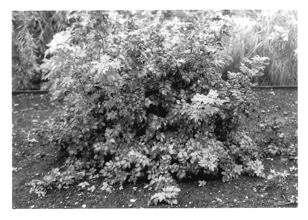 Figure 1 of US plant patent PP13585, the photograph of Kolmag printed in the patent.