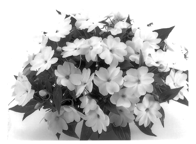 Figure 1 of US plant patent PP13586, the photograph of Duepetwhite printed in the patent.