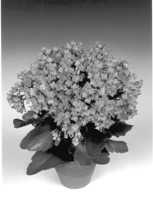 Figure 1 of US plant patent PP13587, the photograph of Soret printed in the patent.