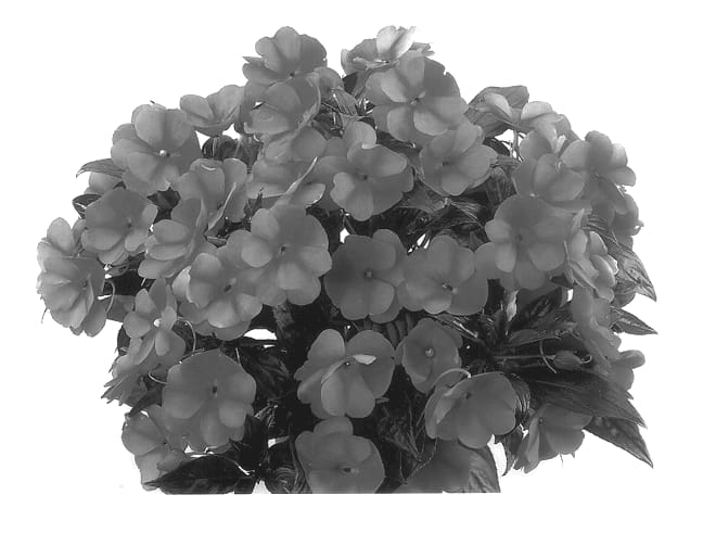 Figure 1 of US plant patent PP13588, the photograph of Duepetblust printed in the patent.