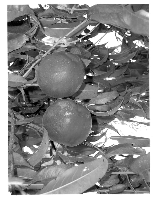 Figure 1 of US plant patent PP13589, the photograph of Burnectseven printed in the patent.