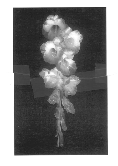 Figure 1 of US plant patent PP13591, the photograph of Cute Munni printed in the patent.