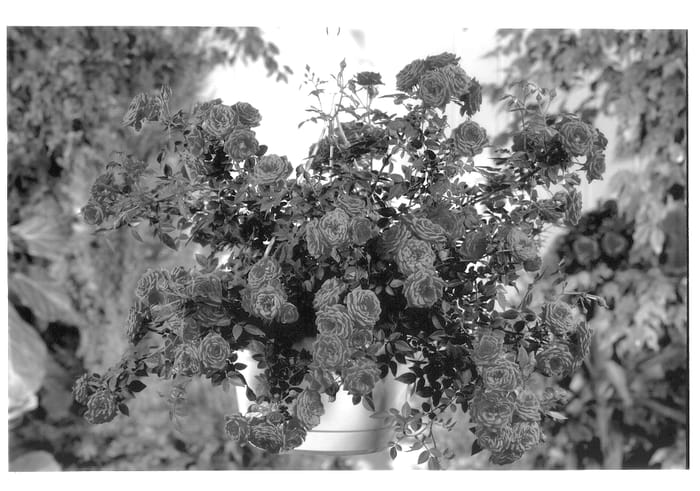 Figure 1 of US plant patent PP13592, the photograph of POULgo004 printed in the patent.
